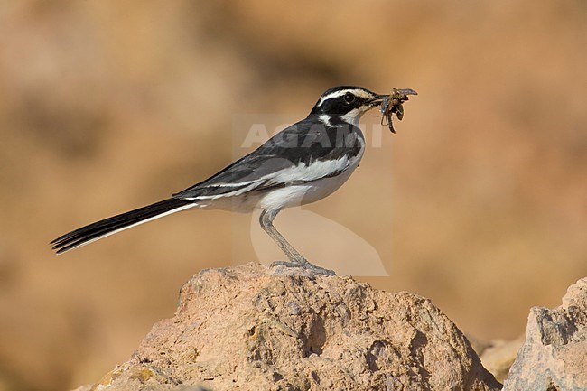 Afrikaanse Bonte Kwikstaart met voer; African Pied Wagtail with food stock-image by Agami/Daniele Occhiato,