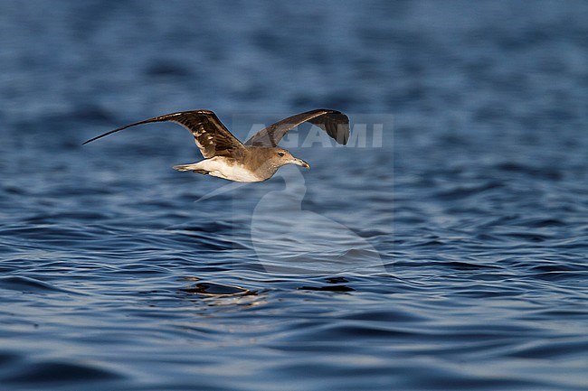 Sooty Gull - Hemprichmöwe - Larus hemprichii, Oman, 3rd cy stock-image by Agami/Ralph Martin,