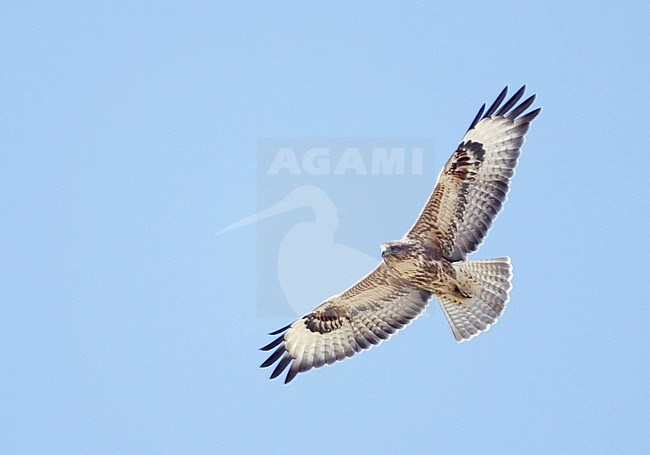 Gibraltar Buzzard (hybrid cirtensis x buteo) flying overhead near Larache in Morocco. Hybrid form from northern Morocco showing intermediar characters between the two parents species. stock-image by Agami/Dick Forsman,