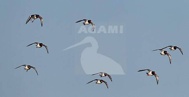 Scholeksters vliegend; Eurasian Oystercatchers flying stock-image by Agami/Roy de Haas,