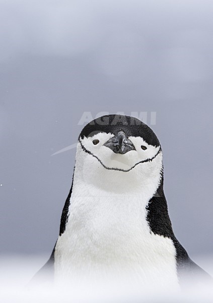 Chinstrap Penguin, Keelbandpinguin, Pygoscelis antarcticus stock-image by Agami/Jari Peltomäki,