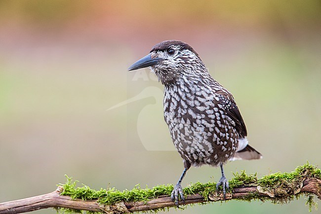 Spotted Nutcracker (Nucifraga caryocatactes) in urban area in Wageningen in the Netherlands. stock-image by Agami/Wil Leurs,