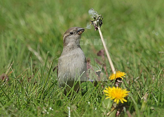 Female House Sparrow, eating dandelion seeds stock-image by Agami/Renate Visscher,