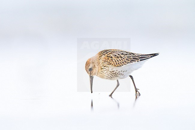 Bonte Strandloper, Dunlin, Calidris alpina juvenile foraging on beach stock-image by Agami/Menno van Duijn,