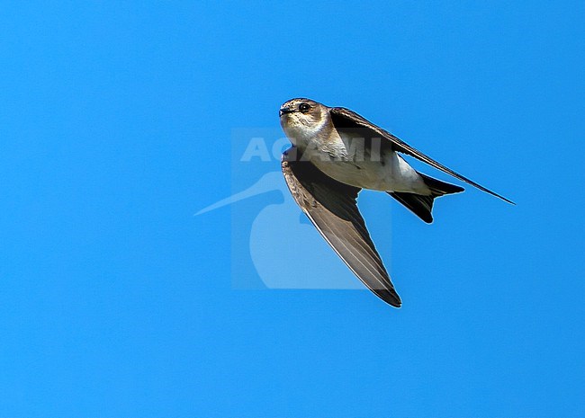 Flying Pale Martin (Riparia diluta) during spring in Mongolia. stock-image by Agami/Dani Lopez-Velasco,