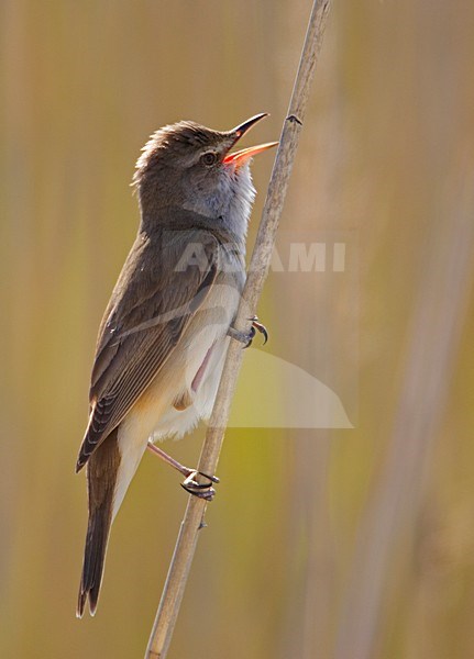 Great Reed Warbler singing; Grote Karekiet zingend stock-image by Agami/Markus Varesvuo,