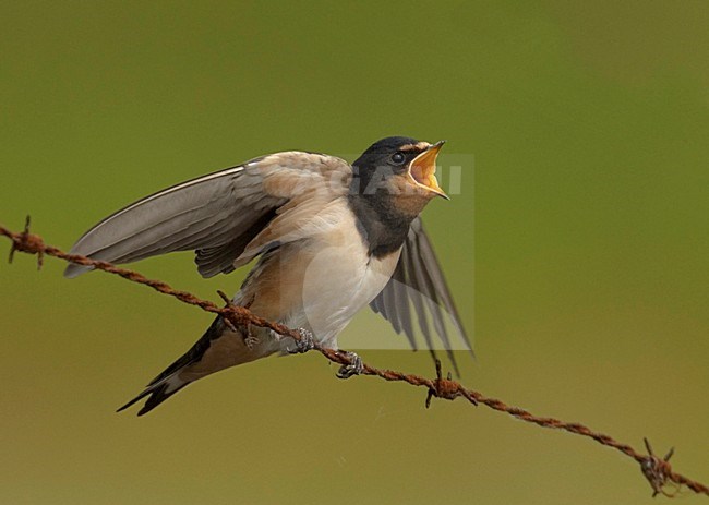 Barn Swallow juvenile begging for food; Boerenzwaluw juveniel om eten vragend stock-image by Agami/Hans Gebuis,