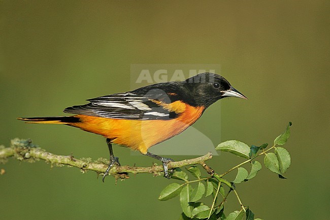 Adult male
Galveston Co., CA
April 2005 stock-image by Agami/Brian E Small,