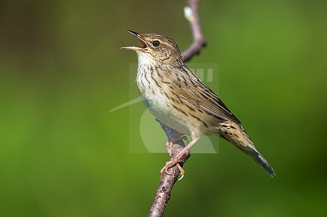 Male Lanceolated Warbler singing on a bush in top of Mount Kvarkush, Ural Mountain, Russian Federation. June 2016. stock-image by Agami/Vincent Legrand,