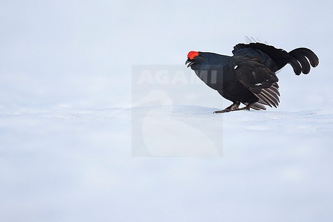 Adult male Black Grouse (Lyrurus tetrix tetrix) at a lek in Germany during early spring with lots of snow. stock-image by Agami/Ralph Martin,