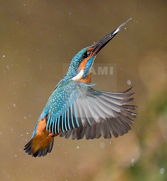 Common Kingfisher, Alcedo atthis, in the Netherlands. Taking off from the water. stock-image by Agami/Han Bouwmeester,