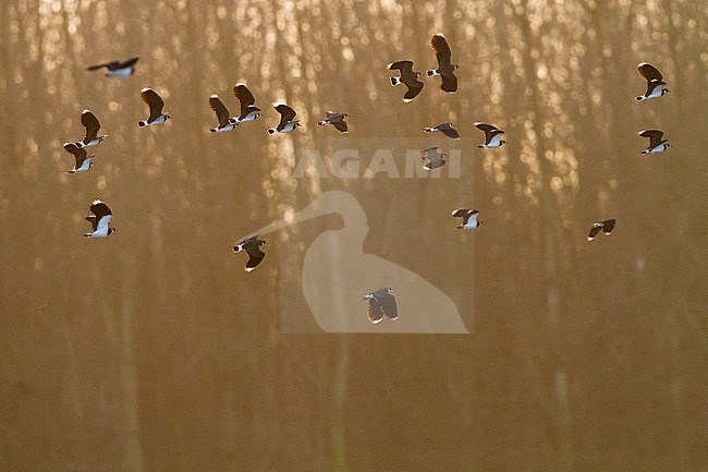 Kievit, Northern Lapwing, Vanellus vanellus stock-image by Agami/Menno van Duijn,
