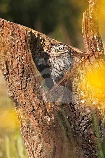 Steenuil zittend; Little Owl perched stock-image by Agami/Kristin Wilmers,