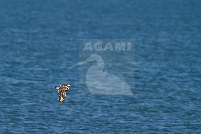 Short-eared Owl - Sumpfohreule - Asio flammeus ssp. flammeus, Austria, adult stock-image by Agami/Ralph Martin,