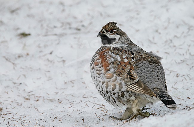 Hazelhoen, Hazel Grouse, Tetrastes bonasia stock-image by Agami/Markus Varesvuo,