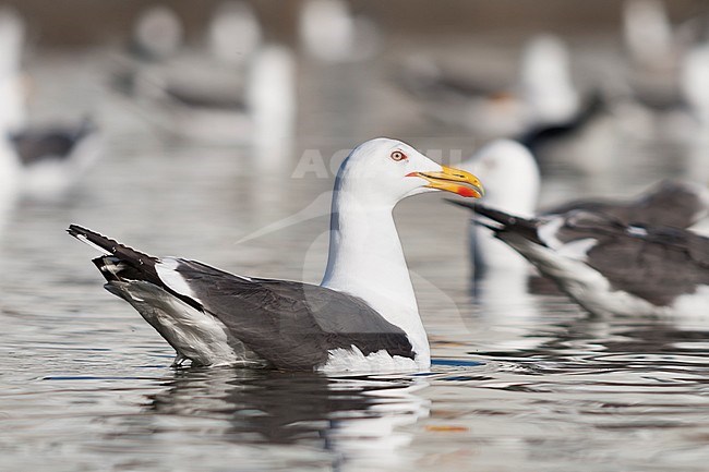 Lesser Black-backed Gull, Britse Kleine Mantelmeeuw,  Larus fuscus ssp. graellsii, Iceland, adult stock-image by Agami/Ralph Martin,