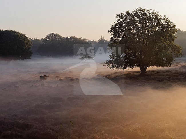 Sayaguesa bull in morning fog in heatland stock-image by Agami/Rob Riemer,