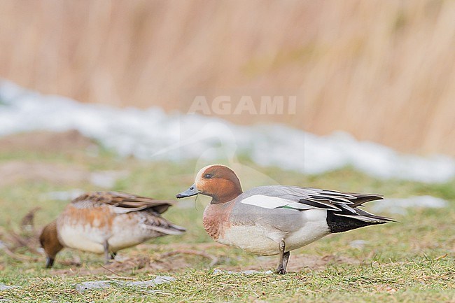 Smient, Eurasian Wigeon, Anas penelope wintering birds on lake during frost period. Pair feeding on gras. stock-image by Agami/Menno van Duijn,
