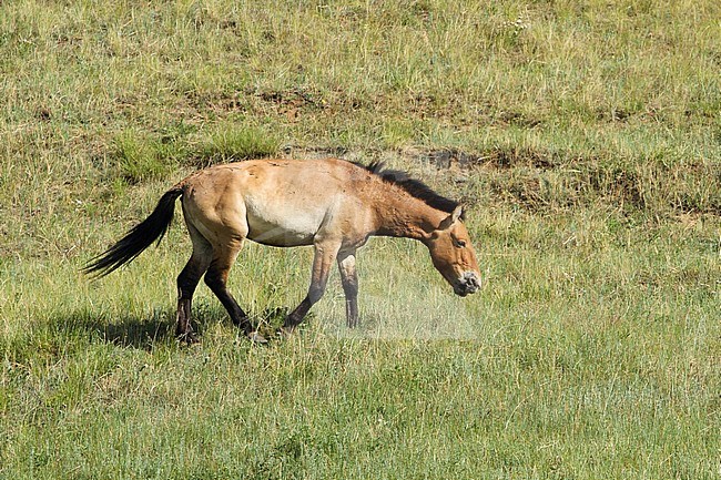 Przewalski's Horse (Equus przewalskii) in Khustain Nuruu National Park, Mongolia. Once extinct in the wild, now reintroduced. stock-image by Agami/James Eaton,