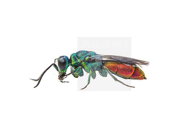 Ruby-tailed wasp, Gewone Goudwesp-complex - Chrysis ignita-gr stock-image by Agami/Wil Leurs,