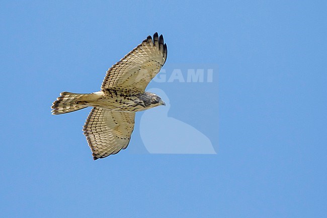 Juvenile Broad-winged Hawk, Buteo platypterus
Chambers Co., TX stock-image by Agami/Brian E Small,