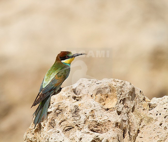 European Bee-eater (Merops apiaster) adult in winter plumage resting in Egypt during migration stock-image by Agami/Edwin Winkel,