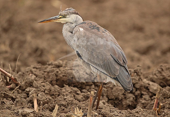 Grey Heron (Ardea cinerea), first calendar year standing, seen from the side. stock-image by Agami/Fred Visscher,