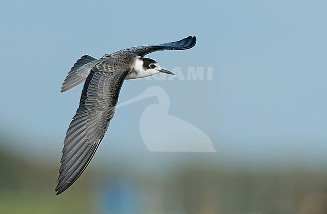 Juvenile Black Tern (Chlidonias niger), flying, showing upperwing, back and tail. Twisk, Noord Holland stock-image by Agami/Renate Visscher,