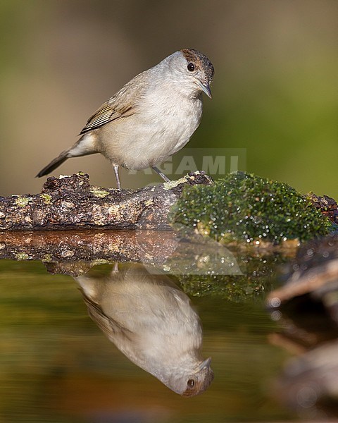 Eurasian Blackcap (Sylvia atricapilla), first winter male reflecting itself in a pond stock-image by Agami/Saverio Gatto,