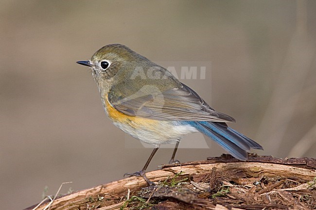 immature male Red-flanked Bluetail perched; onvolwassen man Blauwstaart zittend stock-image by Agami/Marc Guyt,