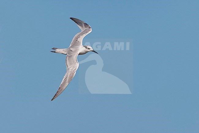 Grote stern, Sandwich Tern stock-image by Agami/Daniele Occhiato,