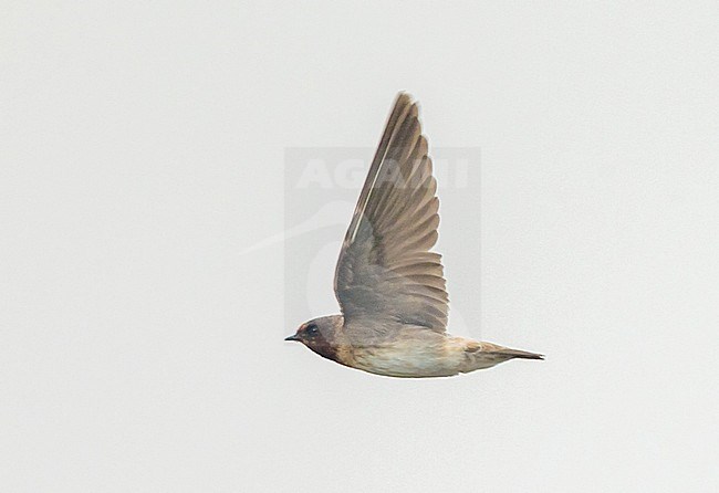 First-winter vagrant Cliff swallow (Petrochelidon pyrrhonota) flying over the isle of Corvo in Azores (Portugal), 6 October 2013 stock-image by Agami/Rafael Armada,