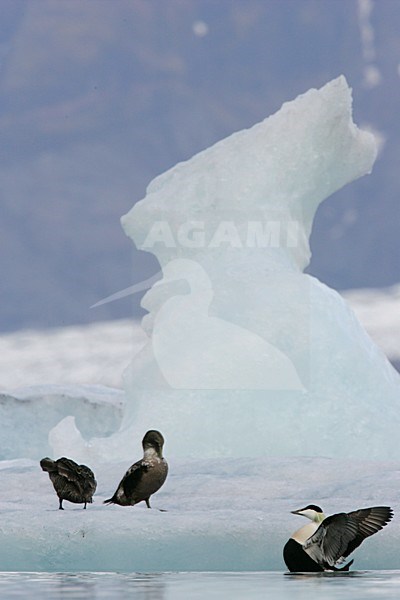 Eiders tussen poolijs; Common Eiders amongst drift ice stock-image by Agami/Menno van Duijn,