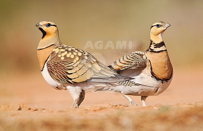 Paartje Witbuikzandhoenders bij de drinkplaats; Pair of Pin-tailed Sandgrouses (Pterocles alchata) at the drinking station stock-image by Agami/Marc Guyt,