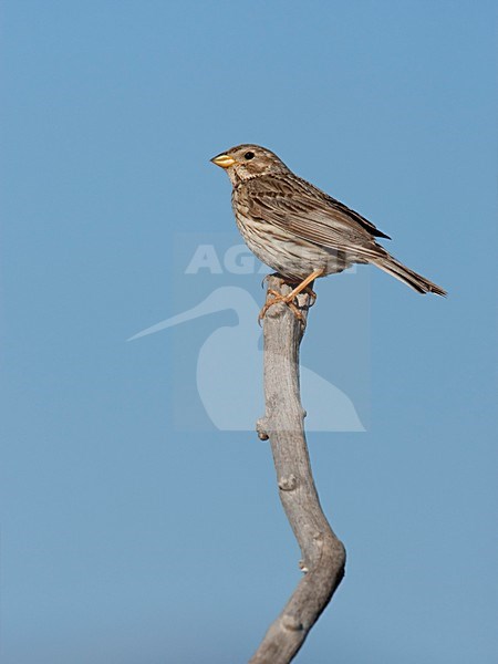 Grauwe Gors zittend op een stok Lesbos Griekenland, Corn Bunting perched at pole Lesvos Greece stock-image by Agami/Wil Leurs,