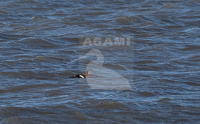 Adult male King Eider (Somateria spectabilis) in eclipse plumage swimming in the distance off the Alaskan coast. Bobbing on the ocean surface. stock-image by Agami/Edwin Winkel,