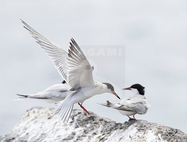 First-winter Common Tern (Sterna hirundo) landing on a rock in harbour on Madeir to roost. stock-image by Agami/Marc Guyt,