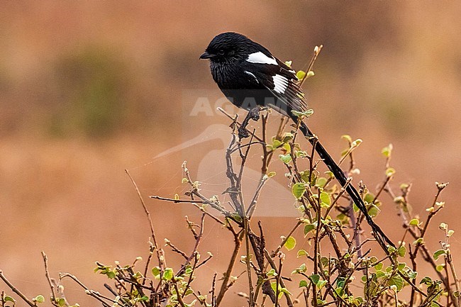 Adult Magpie Shrike (Lanius melanoleucus) perched on a branch in Kruger National Park, South Africa. stock-image by Agami/Vincent Legrand,