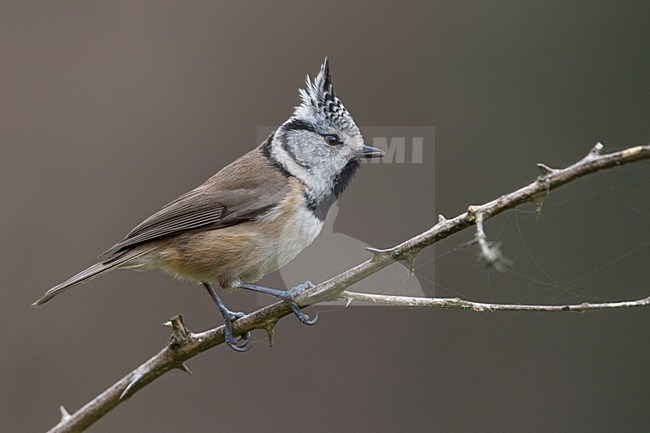 Kuifmees; Crested Tit stock-image by Agami/Daniele Occhiato,