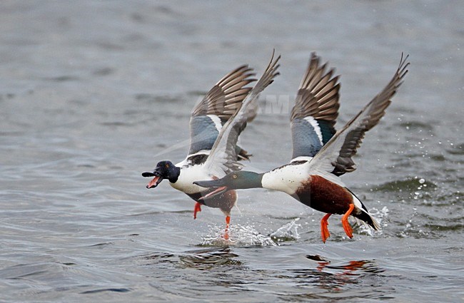 Mannetjes Slobeend vechtend in de vlucht; Male Northern Shovelers fighting in flight stock-image by Agami/Markus Varesvuo,