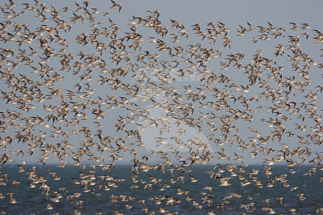 Gathering at a high tide roost; Bij een hoogwatervluchtplaats stock-image by Agami/Arie Ouwerkerk,