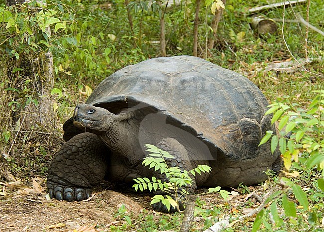 Galapagosreuzenschildpad, Galapagos giant tortoise stock-image by Agami/Roy de Haas,