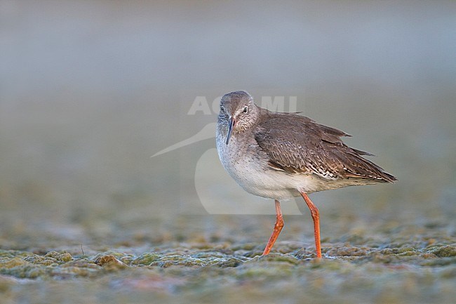 Common Redshank - Rotschenkel - Tringa totanus ssp. ussuriensis, Oman, adult stock-image by Agami/Ralph Martin,