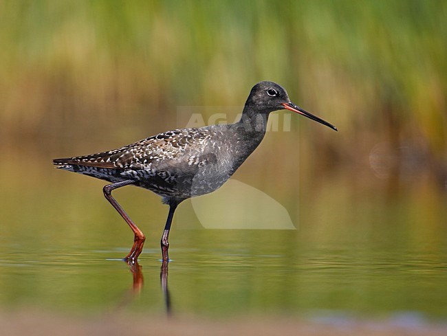 Spotted Redshank summer plumaged wading; Zwarte Ruiter zomerkleed wadend stock-image by Agami/Markus Varesvuo,