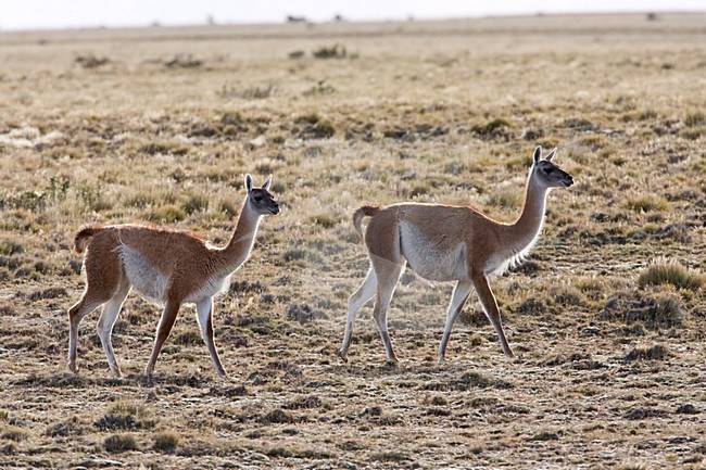 Groepje Guanaco\'s; Group of Guanaco stock-image by Agami/Marc Guyt,