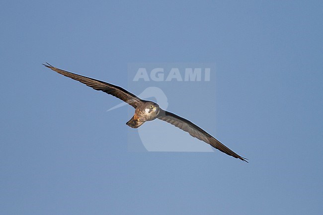 Eleonora's Falcon - Eleonorenfalke - Falco eleonorae, Cyprus, adult stock-image by Agami/Ralph Martin,