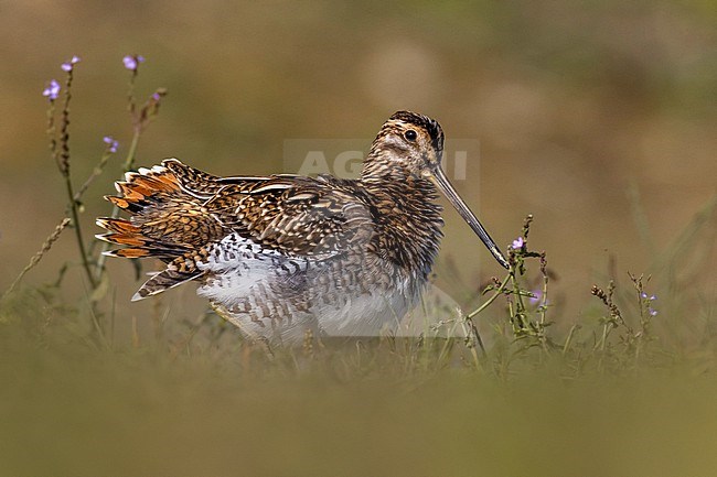 Common Snipe (Gallinago gallinago) in Italy. stock-image by Agami/Daniele Occhiato,