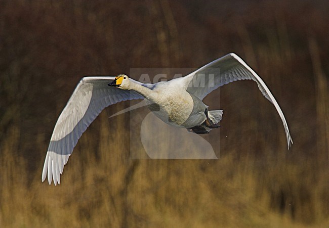 Wilde Zwaan in de vlucht; Whooper Swan in flight stock-image by Agami/Menno van Duijn,