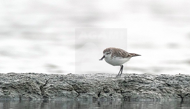 Spoon-billed Sandpiper (Eurynorhynchus pygmeus) wintering in Thailand. A critically endangered wader from Asia. stock-image by Agami/Edwin Winkel,