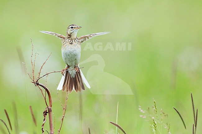 Adult Richard's Pipit (Anthus richardi richardi) in Russia (Baikal). Showing outer tail feather. stock-image by Agami/Ralph Martin,